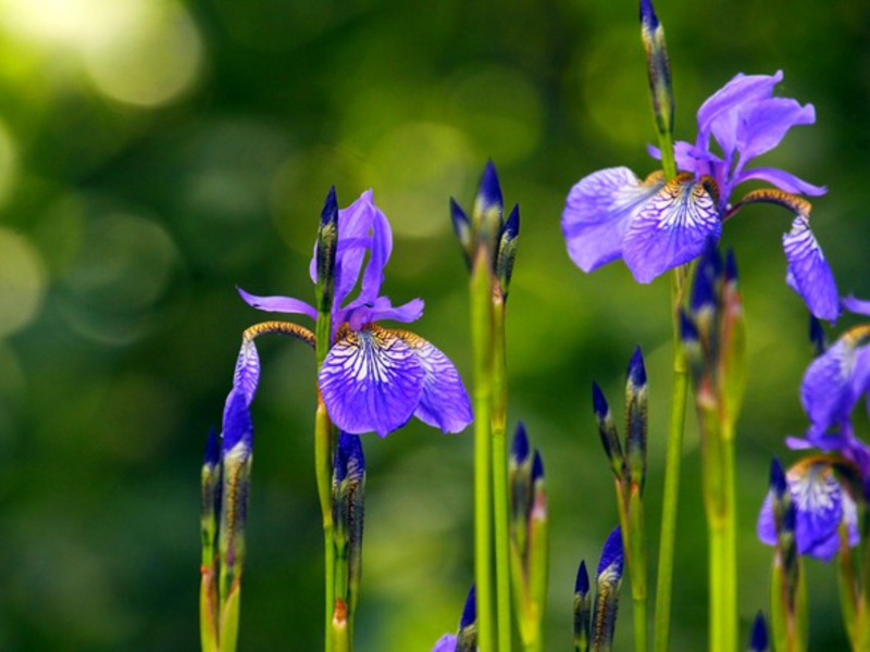 Iris kvetina