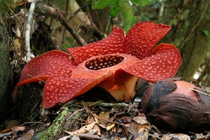 Rafflesia - hindi pangkaraniwang mga bulaklak sa hardin