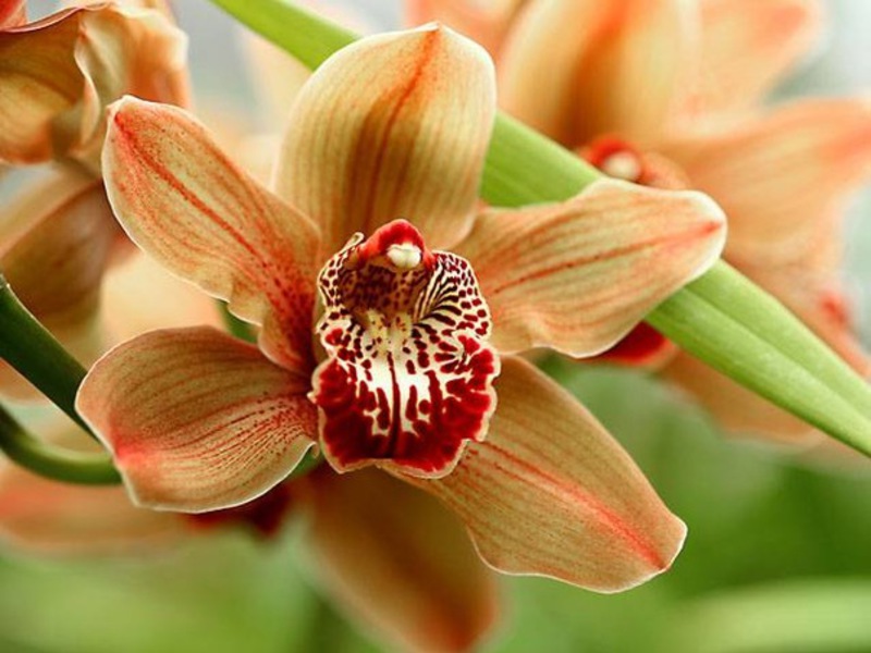 Ano ang hitsura ng isang royal orchid?