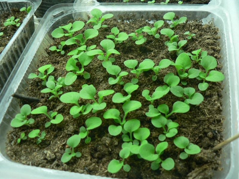 Gelikhrizum - tumbuhan herba untuk tanah terbuka