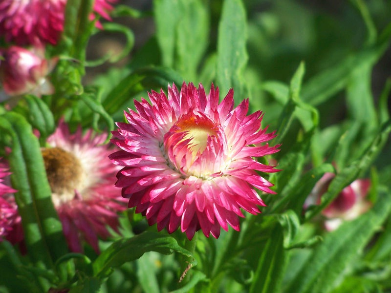 Beschreibung der Blume Gelichrizum