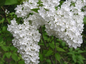 A perzsa fehér orgona nagyon szépen virágzik.