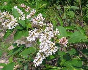 White Wolf lilac - a beautiful variety of lilac