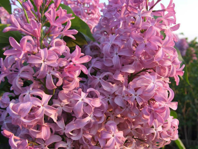 Hyacinthous lila - vlastnosti odrody