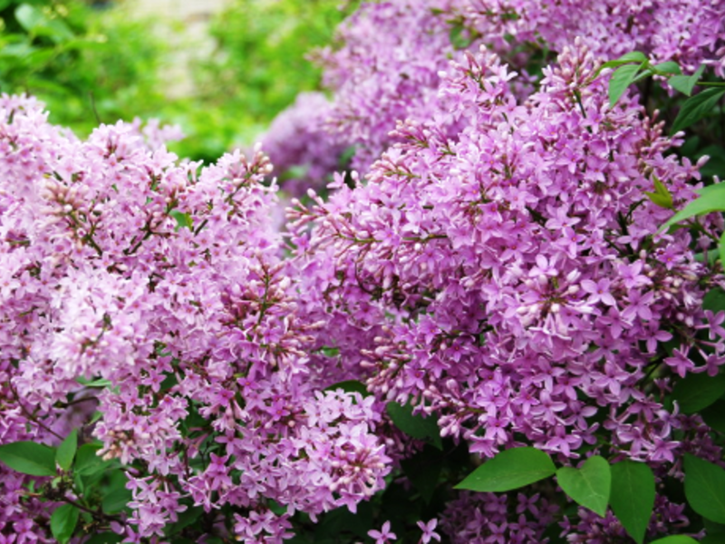 How does Chinese lilac differ from other varieties
