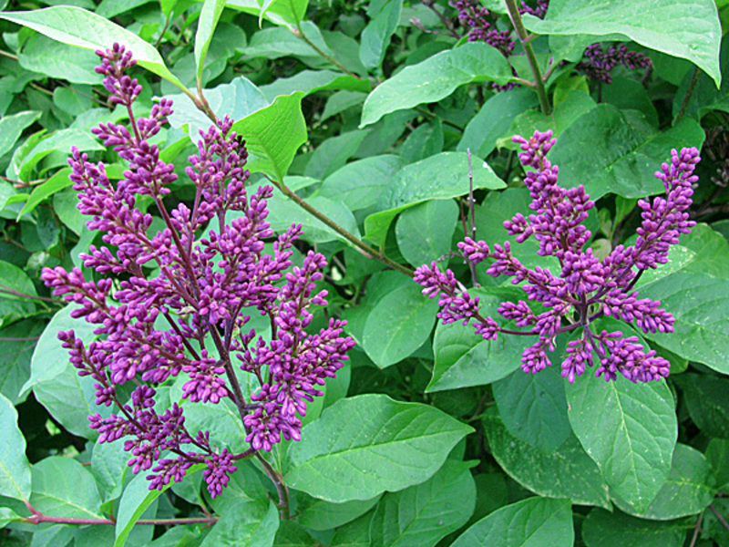 Henry Lilac is a variety of purple flowers.