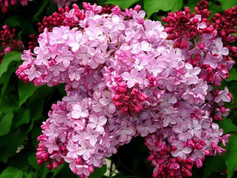 Persian lila - vaaleanpunainen loisto