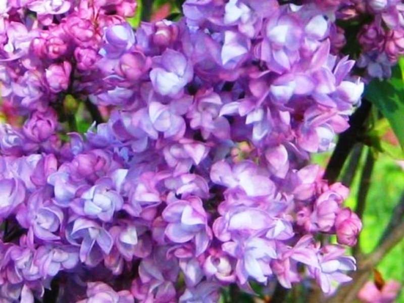 Liliac Terry - flori foarte interesante