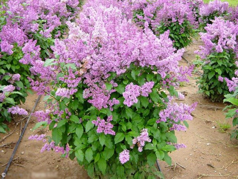 Las lilas enanas son arbustos bajos, incluso puedes cultivar en casa.