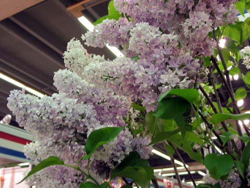 Cirrus lilac هو نوع آخر ذو أزهار غير عادية