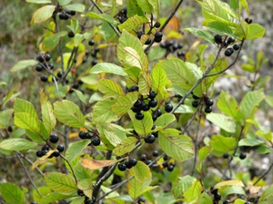 How buckthorn is applied correctly