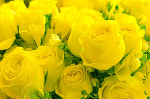 Жълтите рози също не са най-често срещаното цвете.