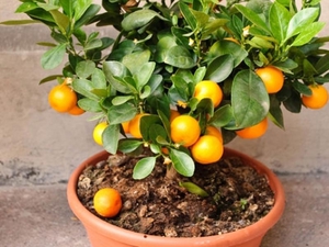 Kaip išsirinkti mandarinų medį