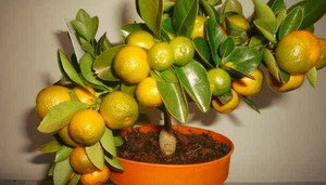 Zalievanie a kŕmenie pre strom mandarínky