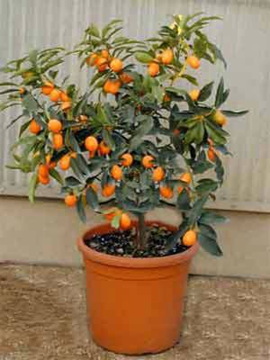 Kako uzgajati stablo mandarine kod kuće