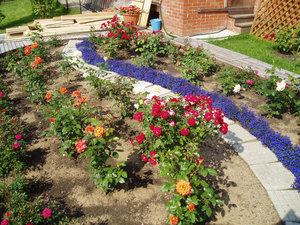 Design de grădină de trandafiri în țară