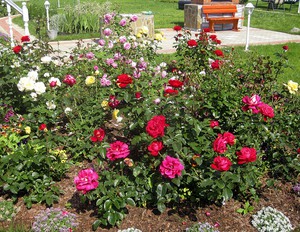 Opțiunea de grădină de trandafiri