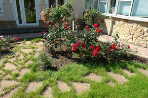 Regeln für die Pflege von Rosengärten