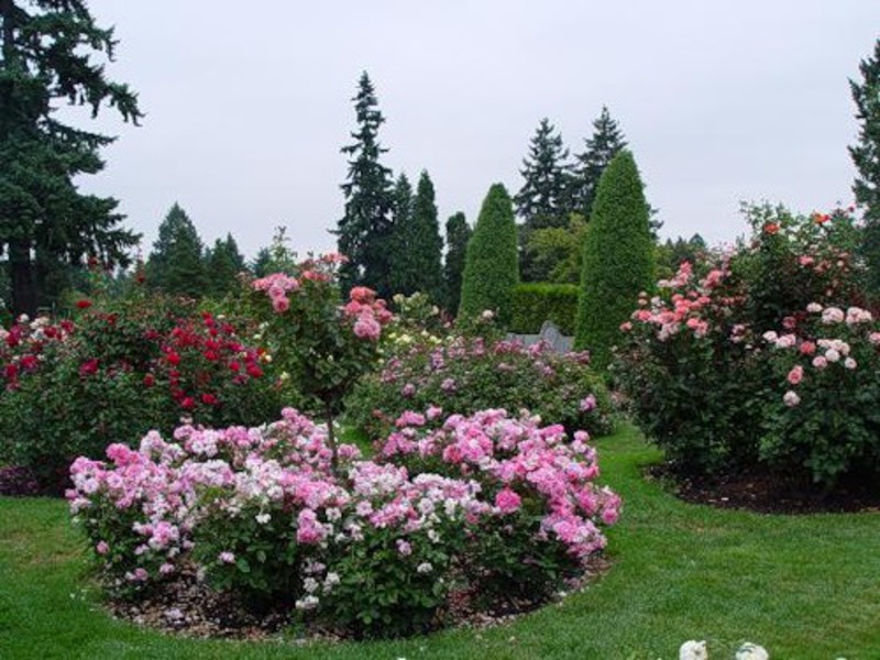 Pflanzen und pflegen Sie den Rosengarten