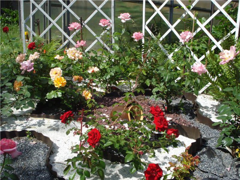 Cum să alegi o grădină de trandafiri