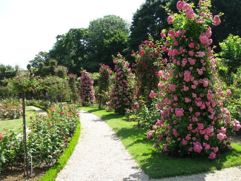 Φροντίδα για τον κήπο με τριανταφυλλιές στη χώρα