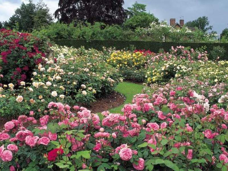 Πώς να φτιάξετε έναν κήπο με τριανταφυλλιές