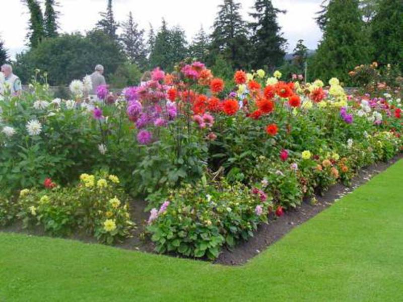 Rūpinimasis rožių sodu šalyje