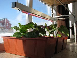 Φωτισμός για φυτά εσωτερικού χώρου