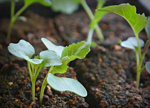 Ką reikia žinoti apie žiedinių kopūstų auginimą