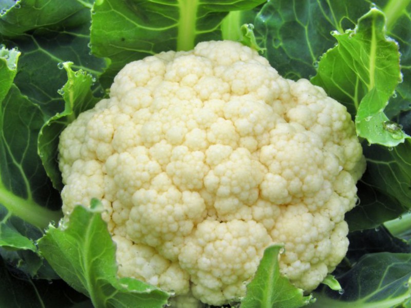 Bakit kapaki-pakinabang ang cauliflower