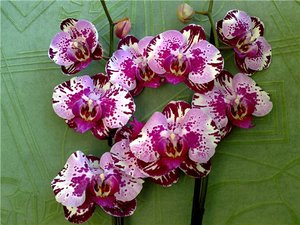 Phalaenopsis sort