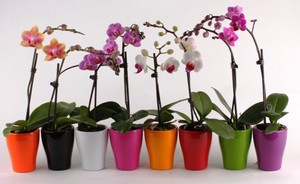 Orkidévård reglerar hemma