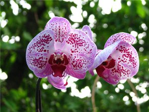 Kuinka kasvattaa orkidea itse