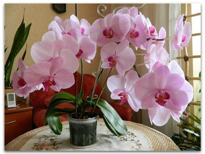 Kaunis phalaenopsis