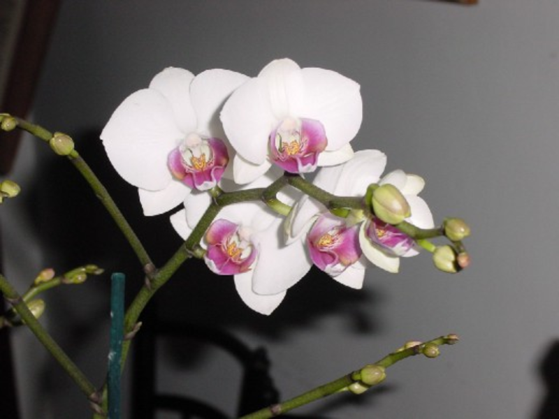 Mikä on phalaenopsis-kasvien erikoisuus
