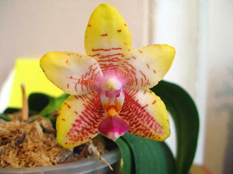 Variété d'orchidées d'intérieur