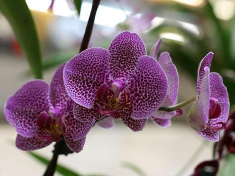 Orkid yang cantik sebagai hiasan dalaman