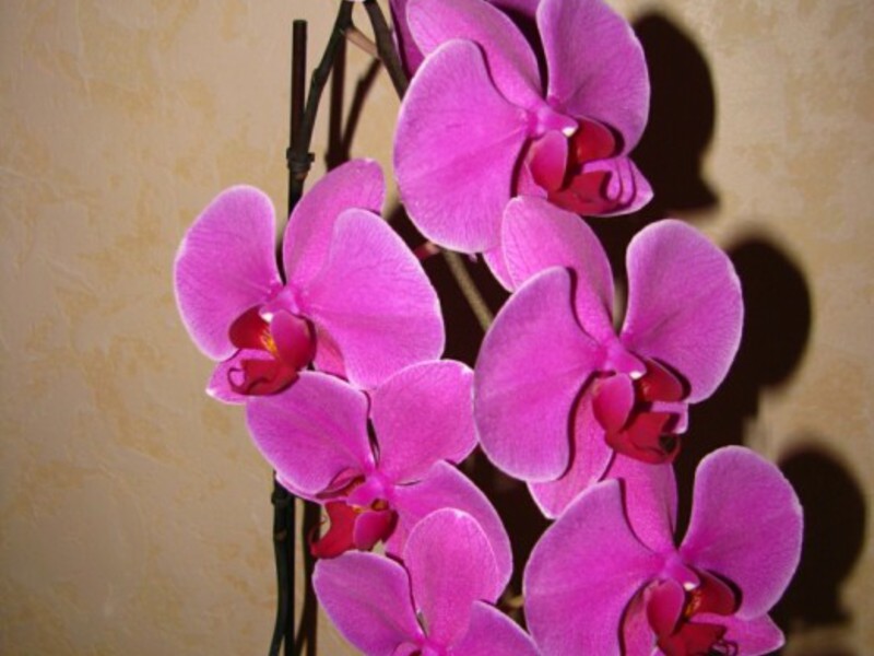 Orchidee zorg.