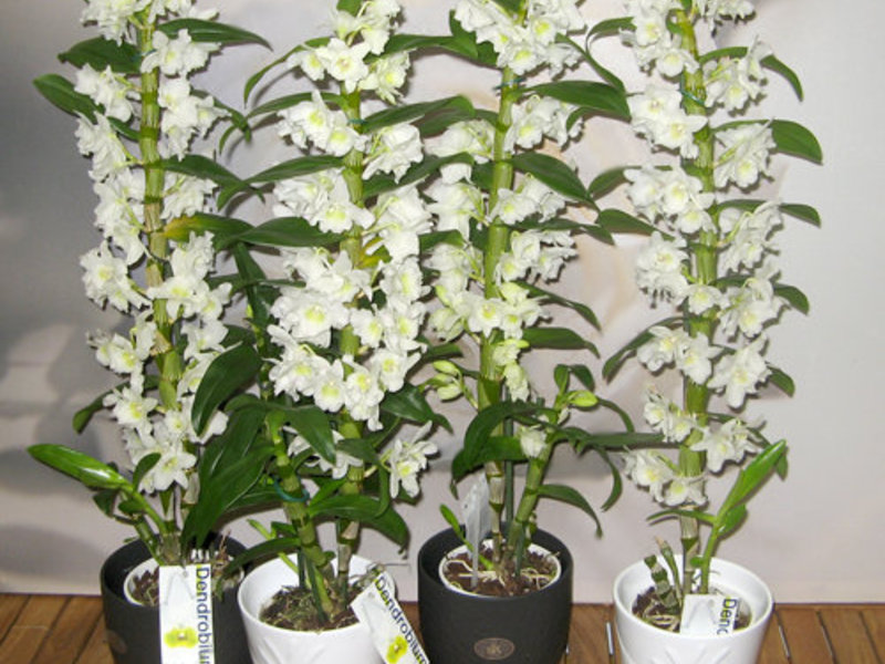 Mga karamdaman ng orchid