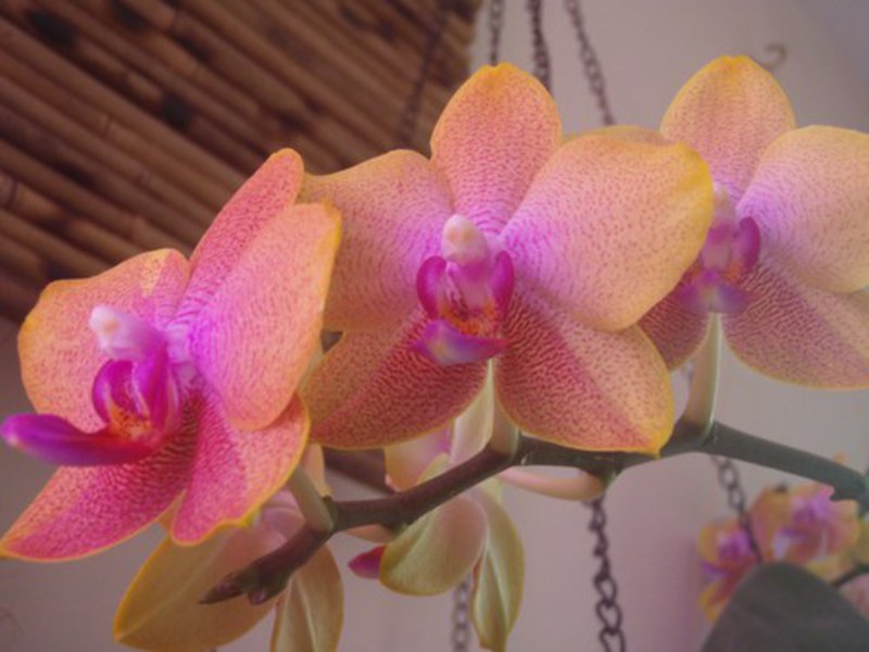 Comment transplanter une orchidée