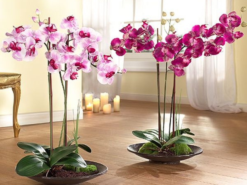 Wie die Orchidee wächst und blüht