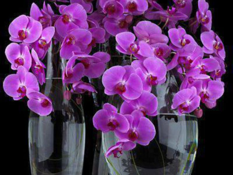 Ano ang mga uri ng phalaenopsis