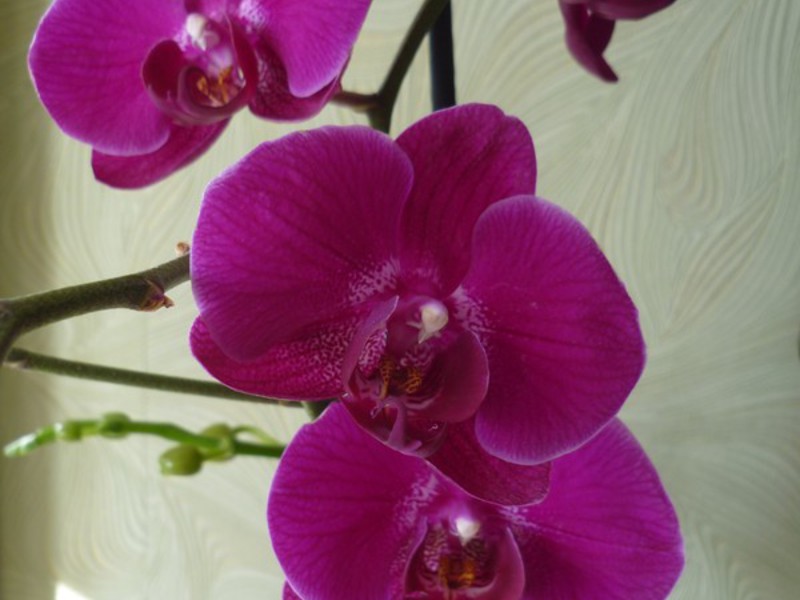 Pag-aanak ng phalaenopsis