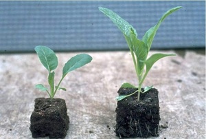 Cómo plantar plántulas de repollo.
