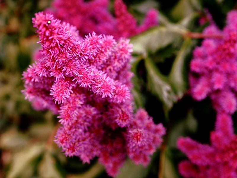 Buisson d'astilba en fleurs