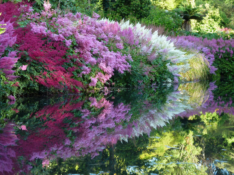Цветна градина в комбинация с астилба
