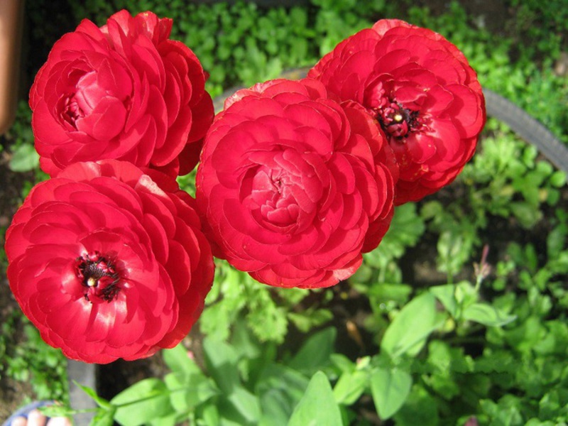 Ranunculus virág virágzó