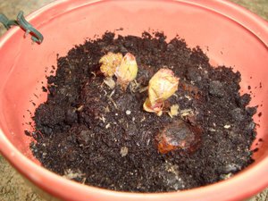 Begonia-transplantatie