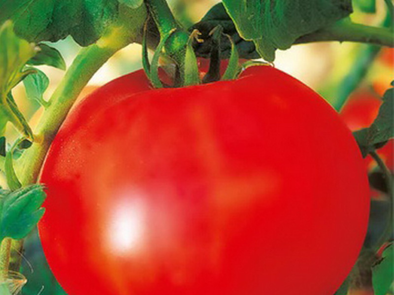 Pelbagai tomato olya f1
