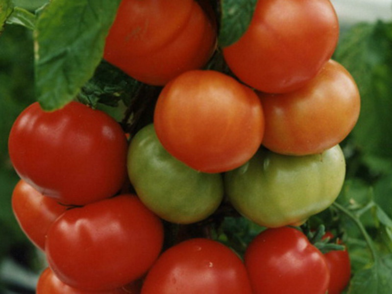Tomaattien oma viljely